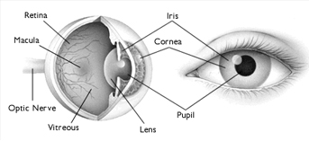 Human Eye Human Eye